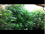 Images of Marijuana Closet Grow Box