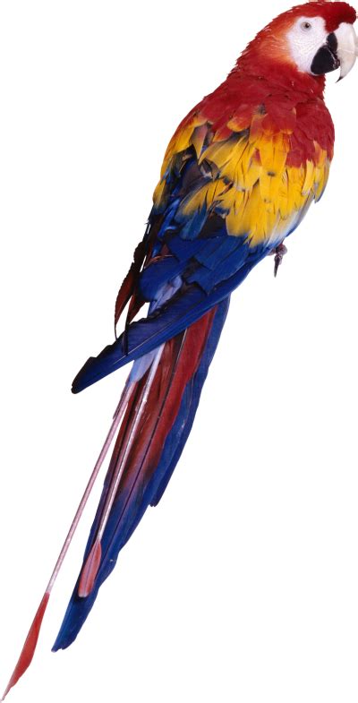 Yellow Bird Parrot Png Transparent Background 1186x1600px Filesize