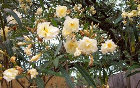 Double Yellow Oleander 3 Gallon Shrub Plants Gardener Direct