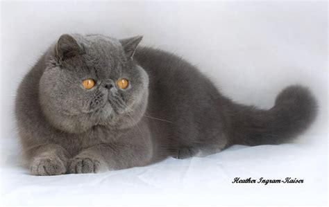 The breed's exact history is unknown, but it might have come about after cats imported from burma were bred with siamese cats in france. EXOTIC SHORTHAIR PICTURES, PICS, IMAGES AND PHOTOS FOR ...