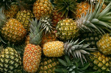 And, as you are slicing up pineapple for yourself, it is tempting to slip your dog a nibble or two. Can Dogs Eat Pineapple?