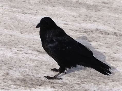 Ravens Are Some Of The Toughest Birds There Are And Thrive In The