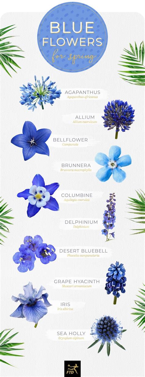 30 Types Of Blue Flowers Types Of Blue Flowers Blue Flower