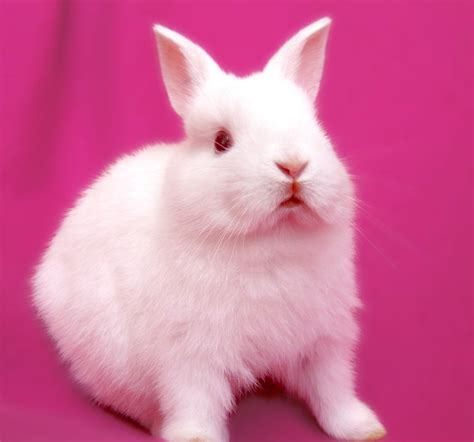 Bunny On Pink Series Free Photo Download Freeimages