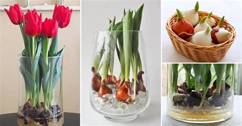 Cómo Cultivar Tulipanes En Agua Y Tener Flores Todo El Año Recetas Y