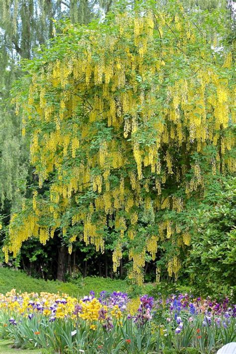 Laburnum × Watereri Vossii Big Heart Tree Care