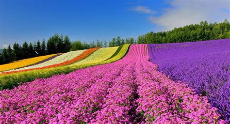 Overwhelmingly Gorgeous Lavender Fields In Furano Safe Relaxing Tour