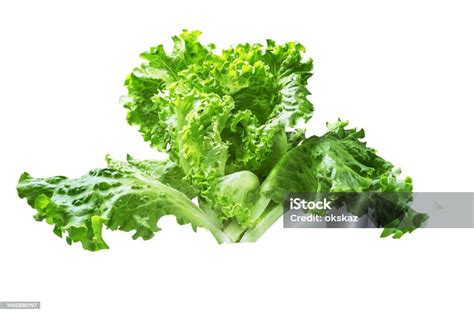 Branch With Green Lettuce On A White Background The Earliest Organic