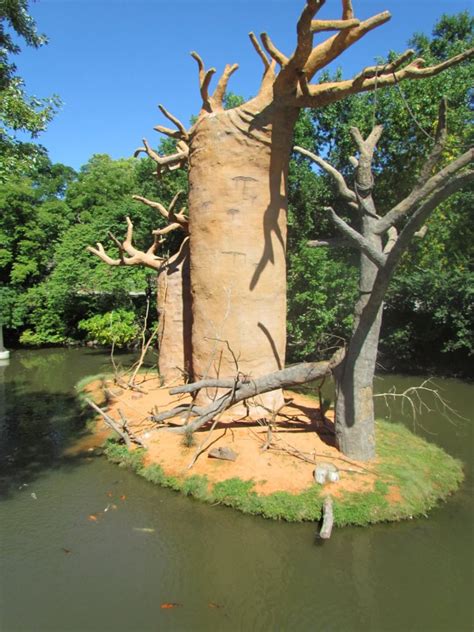 Expedition Madagascar Baobab Trees In Lemur Exhibit Zoochat