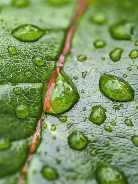 Water Droplets On A Leaf Water Droplets On A Leaf 9 Shots Flickr