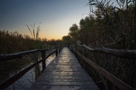 Wooden Path Over The Swamp At Fall Sunrise Jegricka Nature Park Stock