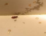 Small Insects Found In Homes Pictures