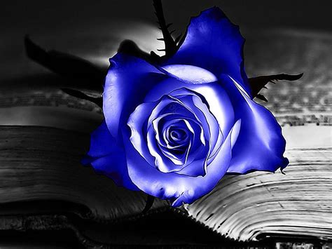 Blue Rose Background Wallpapersafari