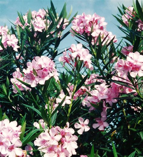 Oleander Hardy Evergreen Southern Beauty With Pictures Dengarden