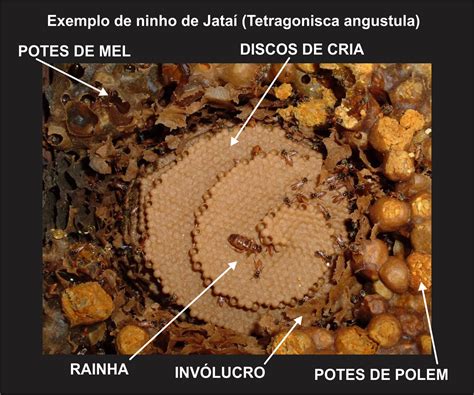 Bee News Guia Para Iniciantes Jataí Tetragonisca Angustula