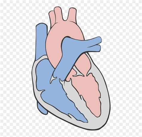 Fileheart Circulation Diagram Heart Diagram Simple Png Clipart