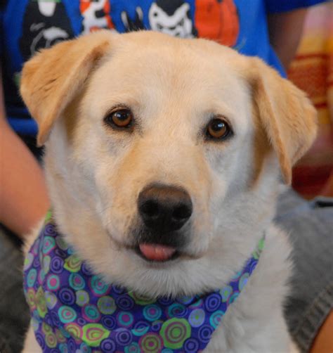 If you're interested in adopting an animal from spca, click on the adopt button to browse the animals and apply online. Adopt me and I will be your loyal superstar for life.