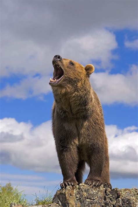 Grizzly Bear Roaring Photograph By John Pitcher Fine Art America