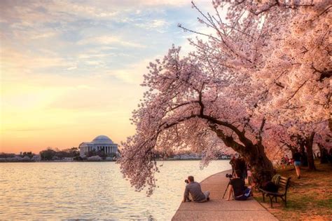 Stats You Didnt Know About Dcs Cherry Blossoms Washingtonian