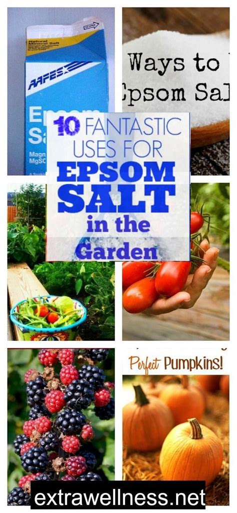 10 Incredible Uses Of Epsom Salt For Your Organic Garden