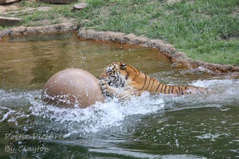 Tiger Playing In Water Tiger Water Playing Ball Zoo