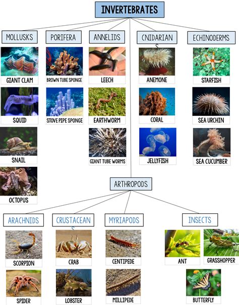 Animal Classification Sort For Vertebrates And Invertebrates