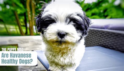 Are Havanese Dogs Hard To Care For