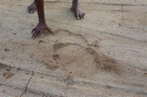Elephant Footprint Somewhere Slower