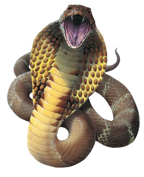 Snake Png Images Transparent Free Download