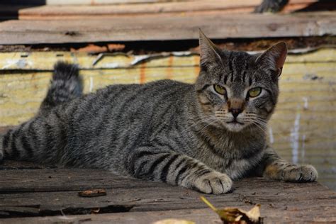 Fall Tabby Cat