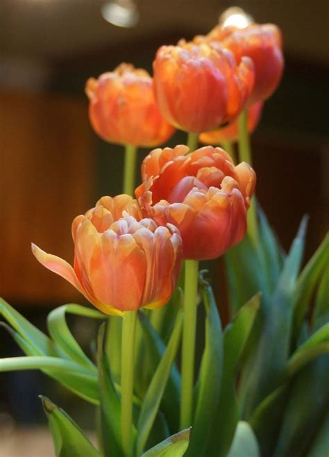 Pin By Katherine Baron On Tulip Time Tulips Beautiful Flowers