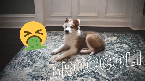 Border Collie Puppy Vs Broccoli Youtube