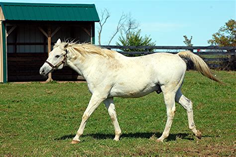 BENBURB | Old Friend Equine