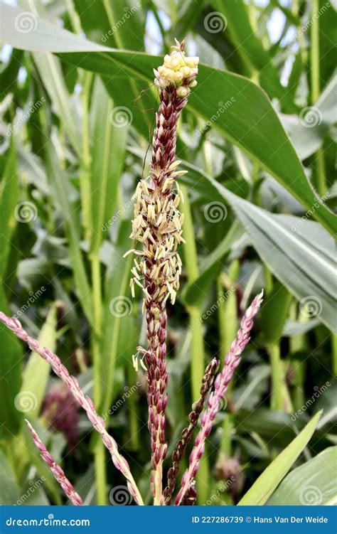 Maize Plant In Early Stage Of Growth Seen Up Close With A Clear Sky In