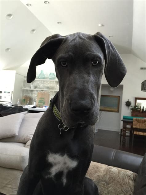 12 Pics That Prove Great Danes Are Not The Funniest Dogs Everyone Says