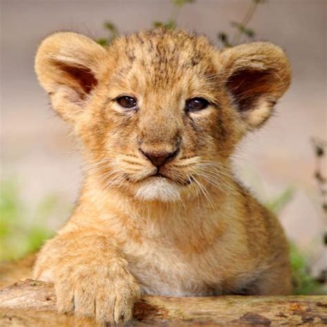 He Just Cant Wait To Be King Animals Lion Images Cute Baby Animals