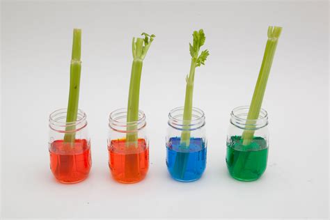 Celery Experiment Diy For Beginners Kiwico