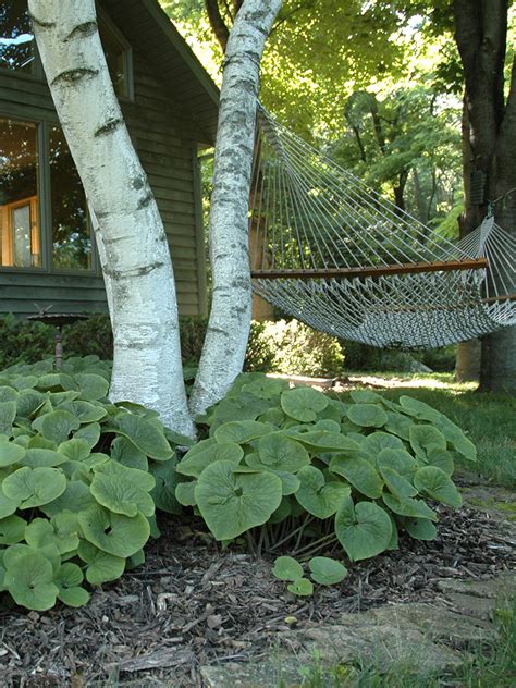 Asarum Canadense Wild Ginger Prairie Moon Nursery