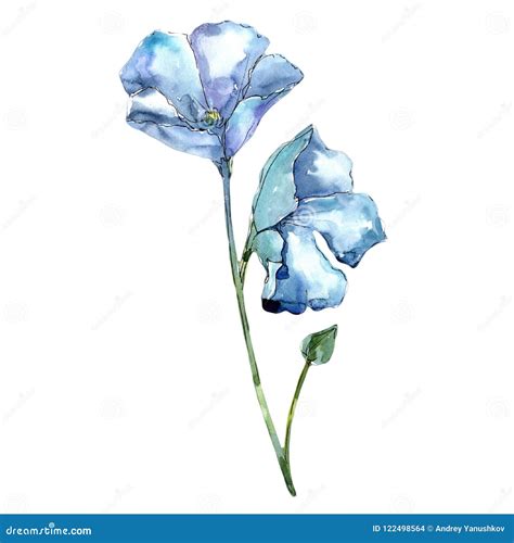 Watercolor Blue Flax Flower Floral Botanical Flower Isolated