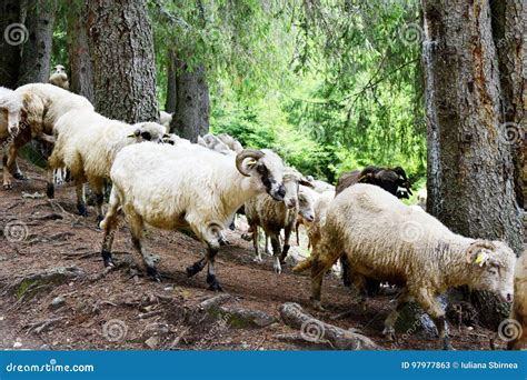 Sheeps Flock On A Mountain Landscape Stock Image Image Of Spring