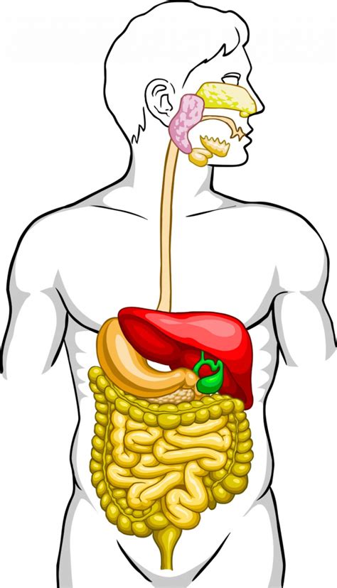 Real Digestive System Without Labels