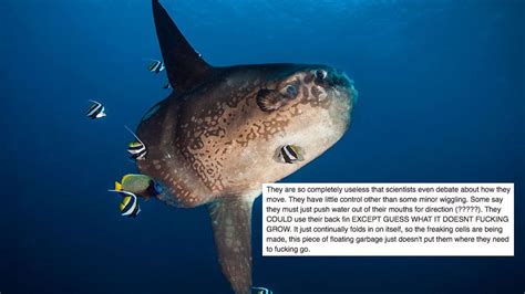 Marine Biologist Claps Back At That Facebook Users
