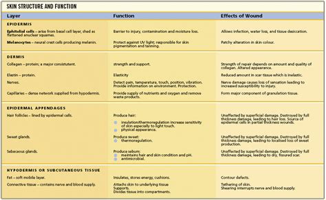 Skin Tissues And Their Functions Figure 1 Skin Structure And Function