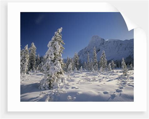 Mount Chephren And Mistaya Valley In Winter Banff National Park