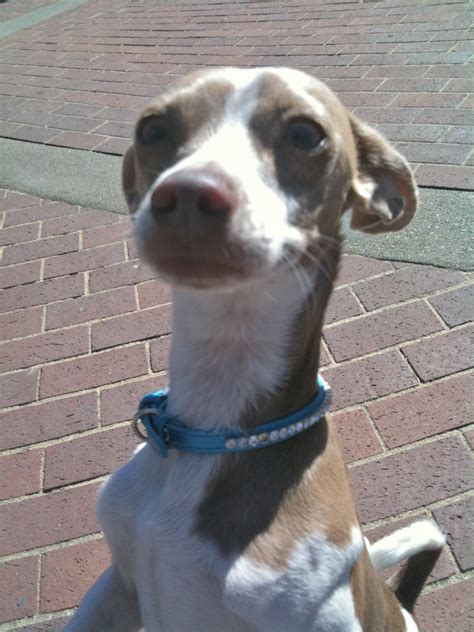 dog   day sparticus minimus  chihuahuaitalian greyhound mix  dogs  san