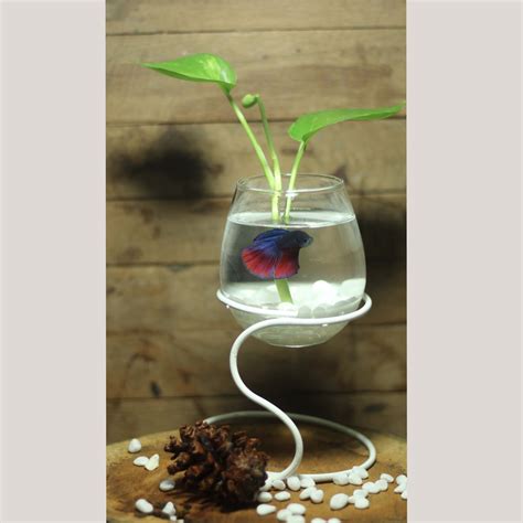 Hiasi akuarium anda tanpa menghabiskan banyak uang, dan tanpa menekankan ikan anda. Vaskuarium Aquarium Hias Mini Dekorasi Rumah Aquarium Mini Plus Tanaman Standing Vas Ikan Cupang ...