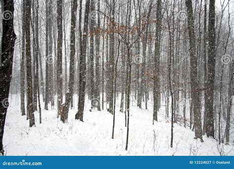 Heavy Snowfall In The Woods Stock Image Image Of Snow Heavy 12224027
