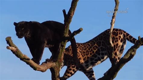 Jaguars On A Tree Youtube
