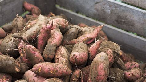 First Uk Sweet Potato Crop Successfully Grown In Kent Farmers Weekly