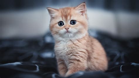 Фотография Котята кот боке милый Взгляд Животные